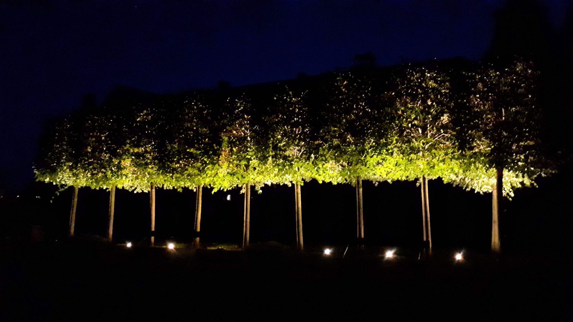 An alley of trees lit from the ground