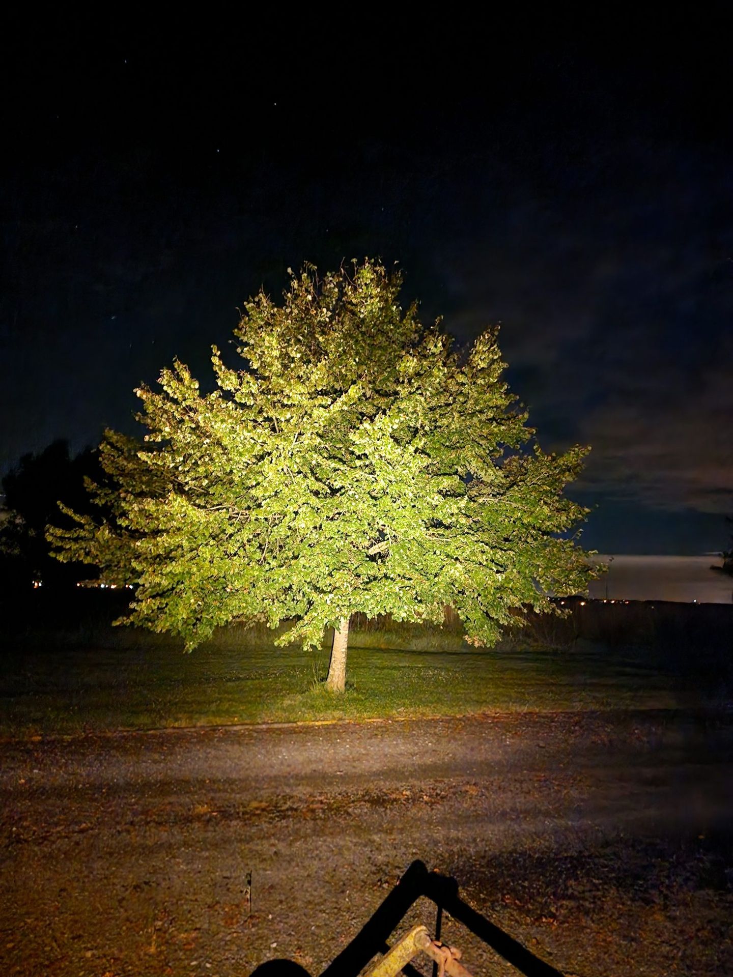 A single tree lit from below